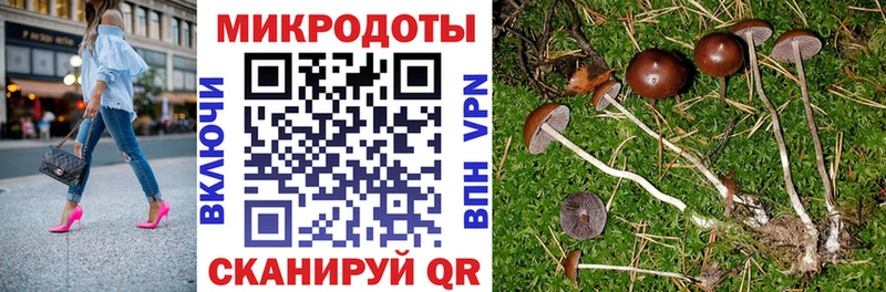 где купить   Гвардейск  Галлюциногенные грибы Psilocybine cubensis 